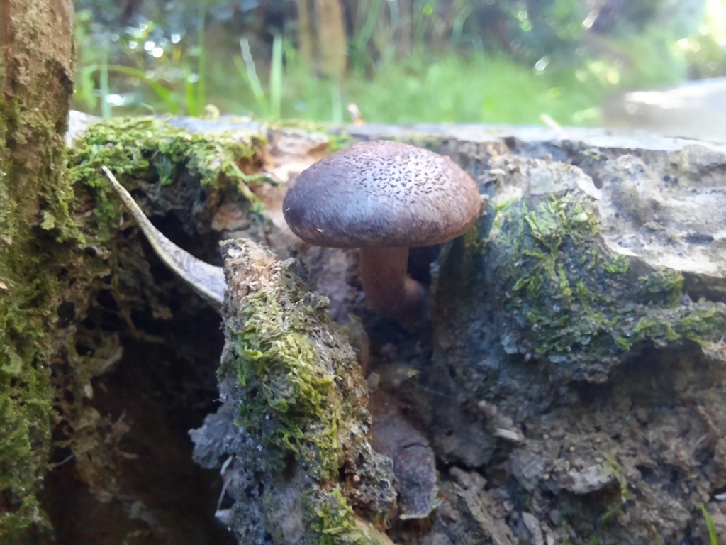 Gymnopilus purpuratus · December 2025 · photo: © maxxrandomnumbers (iNaturalist, cc0)