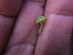 Cryptomitrium tenerum