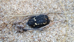 Montevideo Redbelly Toad photo 2