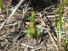 Widdringtonia nodiflora