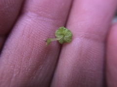 Cryptomitrium tenerum