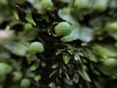 Cryptomitrium tenerum