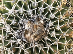 Parodia erinaceus
