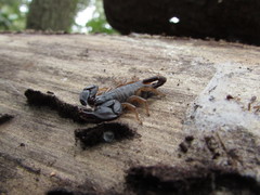 Euscorpius flavicaudis