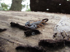 Euscorpius flavicaudis