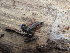 Euscorpius flavicaudis