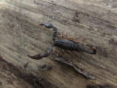 Euscorpius flavicaudis