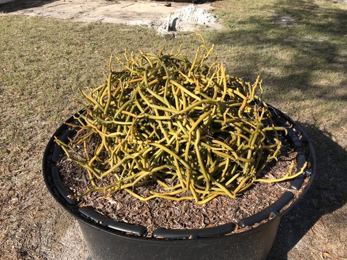 Leafless Vanilla dilloniana stems in a pot, cultivated in Florida