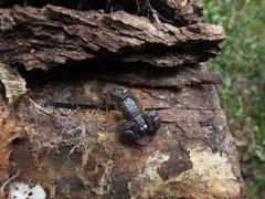 Euscorpius flavicaudis