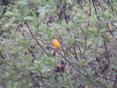 Pheucticus chrysopeplus