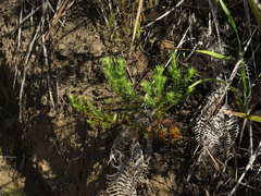 Widdringtonia nodiflora