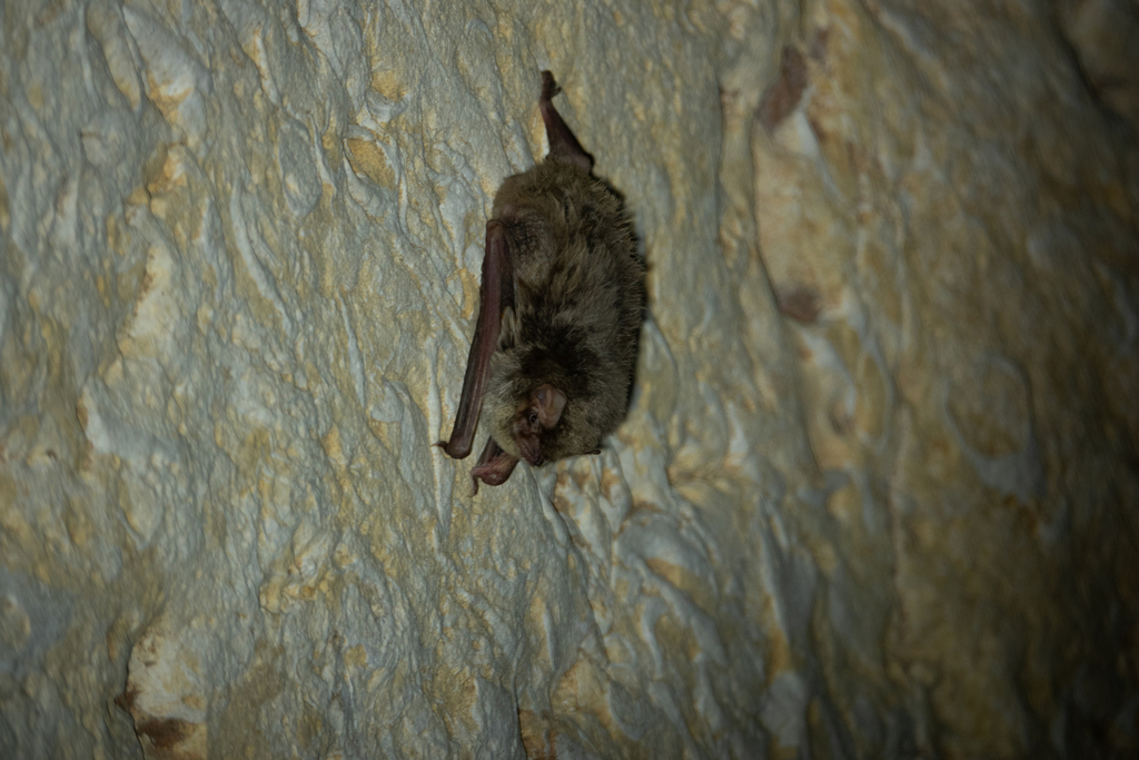 Maghrebian Bent-wing Bat