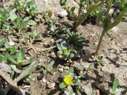 Portulaca oleracea