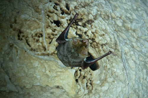 Felten's Myotis