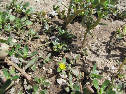 Portulaca oleracea