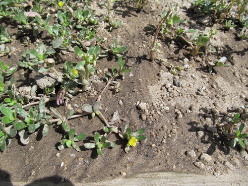 Portulaca oleracea
