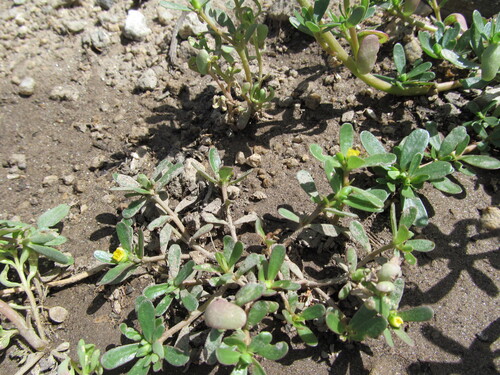 Portulaca oleracea