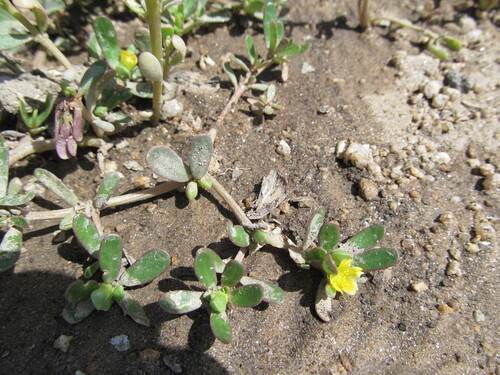 Portulaca oleracea