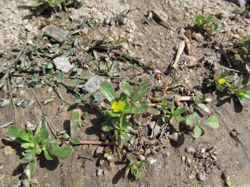 Portulaca oleracea