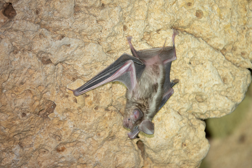 Geoffroy's Trident Leaf-nosed Bat