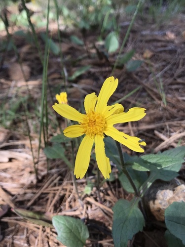 Image of Serpentine Arnica (Arnica cernua) by (c) Brandon Corder, some rights reserved (CC BY)