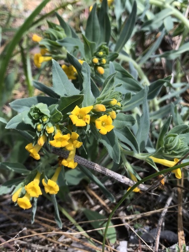 Image of Lithospermum californicum by (c) Brandon Corder, some rights reserved (CC BY)