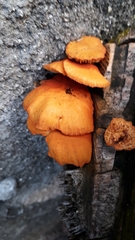 Fungi