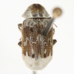 Trichodesma pulchella