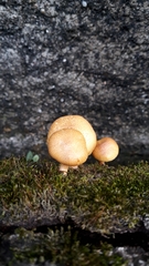 Fungi