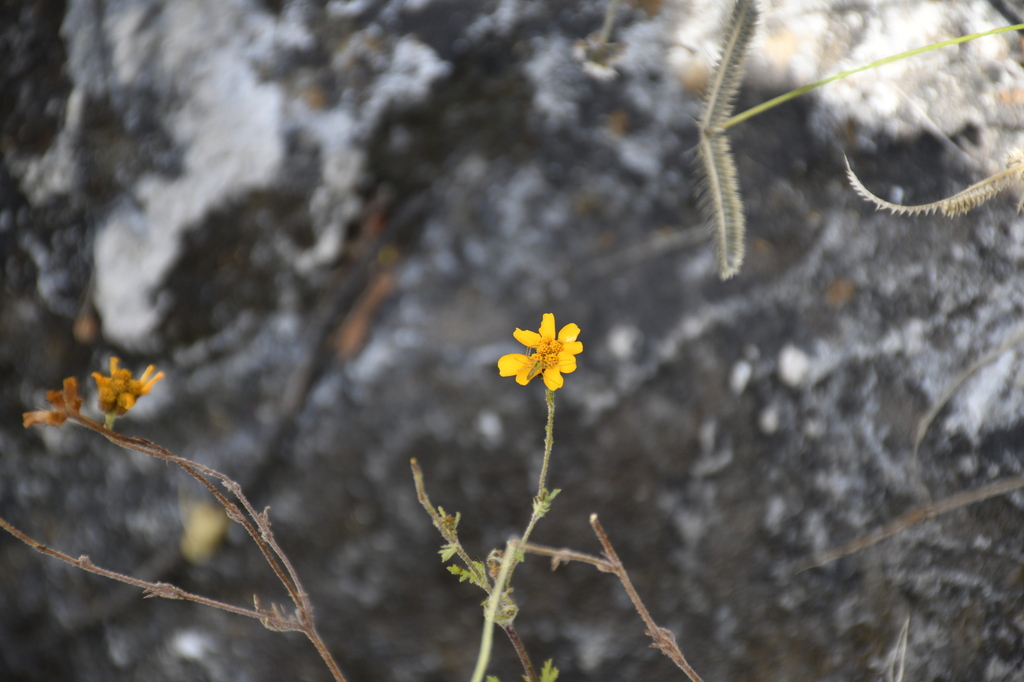 Dyssodia decipiens; photograph (c) Zac Peterson, some rights reserved (CC BY)