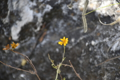 Dyssodia decipiens