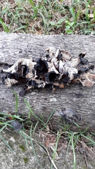 Fungi