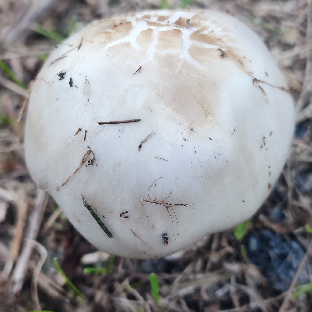 Amidella