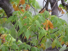 Gyrocarpus mocinoi