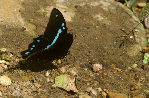 Papilio nireus nireus