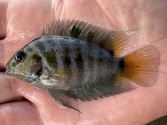 Convict Cichlid photo 2