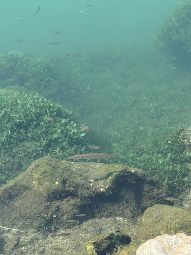 Sphyraena barracuda