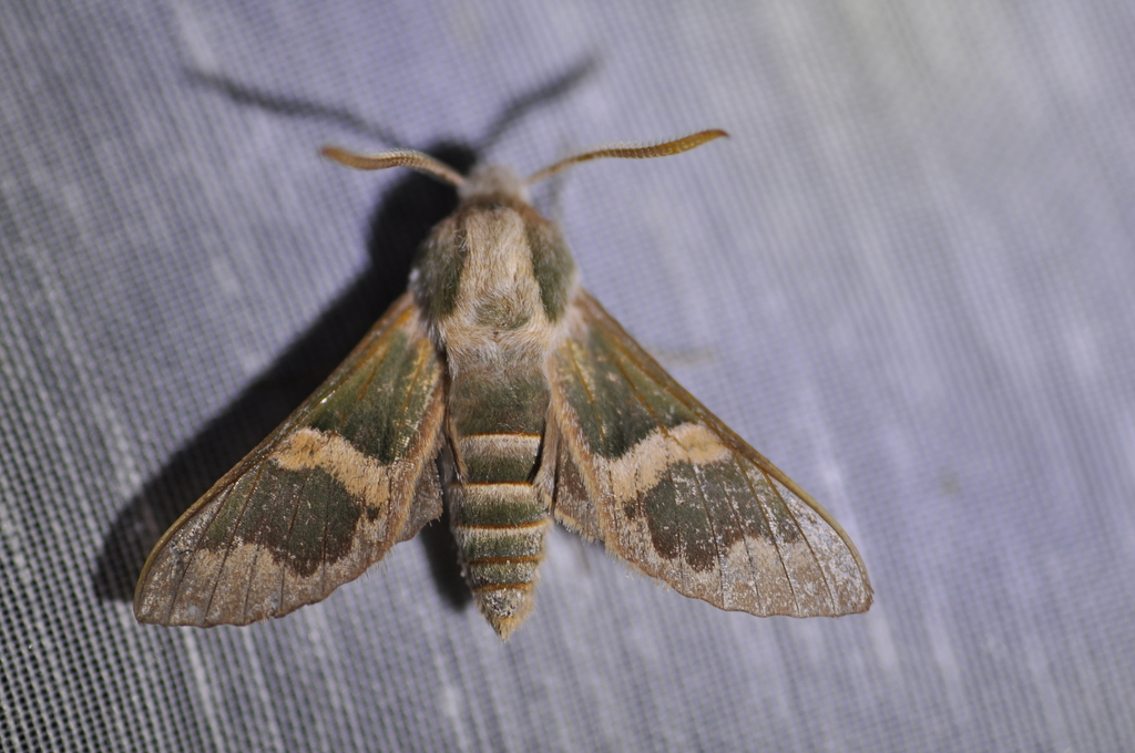 lesser madder hawkmoth