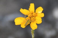 (c) Zac Peterson, some rights reserved (CC BY) Dyssodia decipiens, photograph (c) Zac Peterson, some rights reserved (CC BY)