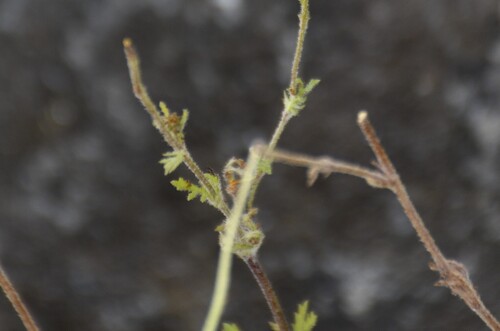 Dyssodia decipiens, photograph 2