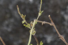 (c) Zac Peterson, some rights reserved (CC BY) Dyssodia decipiens, photograph (c) Zac Peterson, some rights reserved (CC BY)