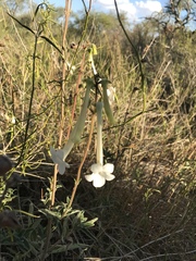 Sinningia tubiflora