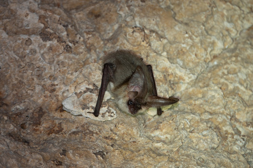 Gaisler's Big-eared Bat