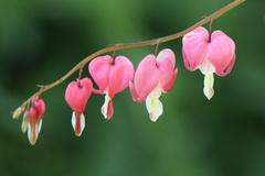 Lamprocapnos spectabilis