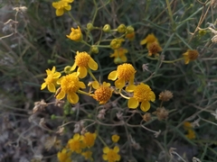 Haploesthes fruticosa