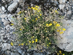 Haploesthes fruticosa