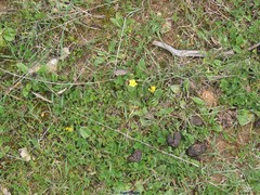 Potentilla crantzii