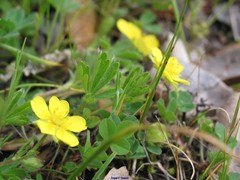 Potentilla crantzii