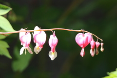 Lamprocapnos spectabilis