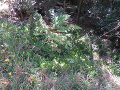 Crassula multicava multicava